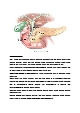 신규간호사도 이해할 수 있게 만든 담관염 자료(시술 및 이미지)   (1 페이지)